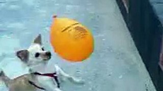 Pupi y el globo / Dog balloon