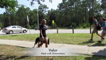 Valor ~ 12 month old German Shepherd Board and Train,  Wilmington Dog Trainers