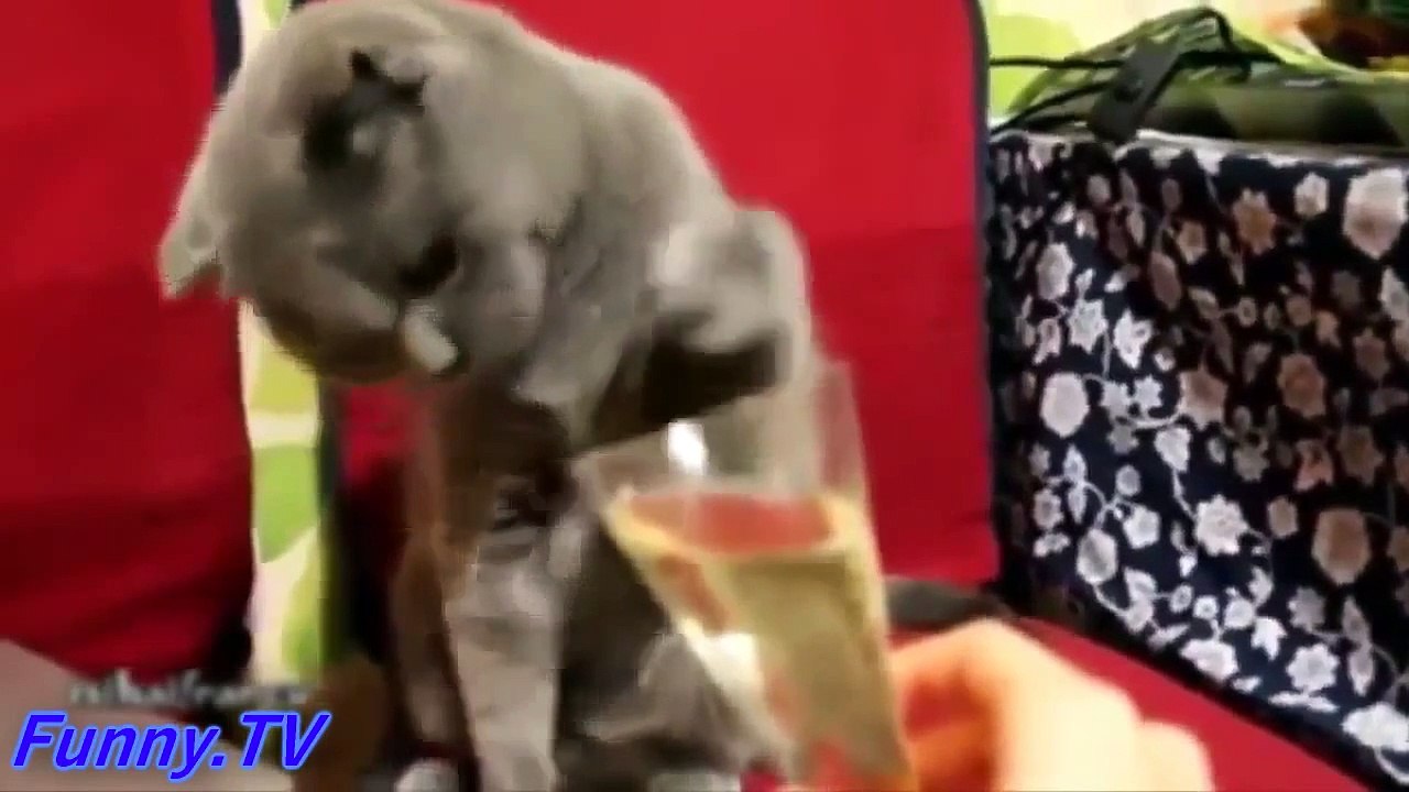 Funny Animal   Funny Cats Compilation Videos 2015    Part 1 | funny cats compilation 2015
