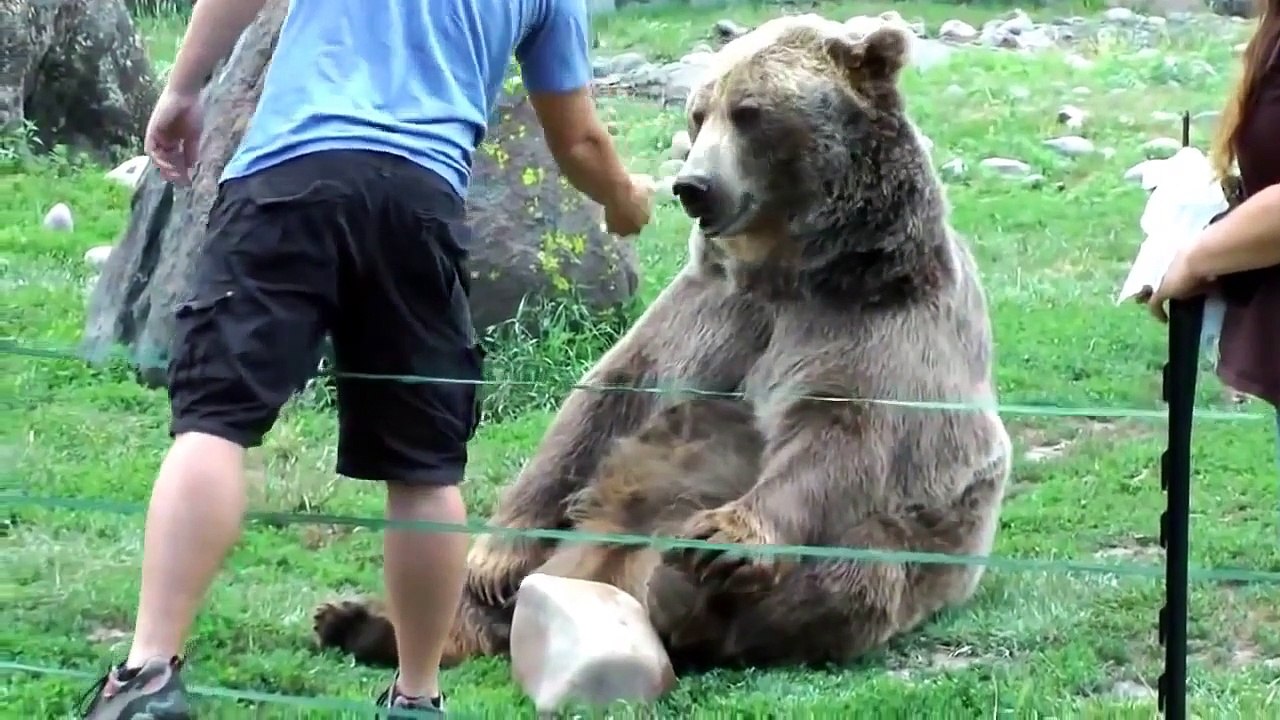 Funny Animals Remix Compilation Try Not To Laugh For Kids   Funny Videos For Children To Watch