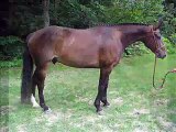 Sweet, Sane and Athletic Gelding For Sale!!