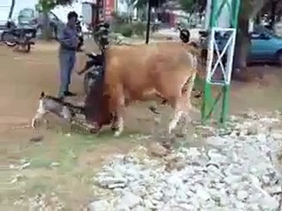 Size Doesn't Matter, Attitude Does! Small Goat Fighting With Cow !!