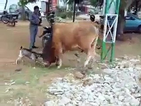 Size Doesn't Matter, Attitude Does! Small Goat Fighting With Cow !!