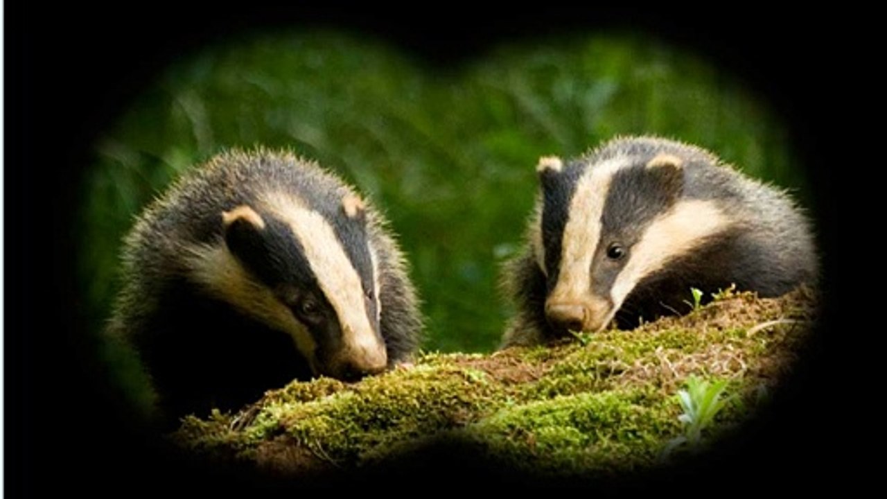 BBC Radio 4 - Farming Today 4Sep15 on policing the badger cull