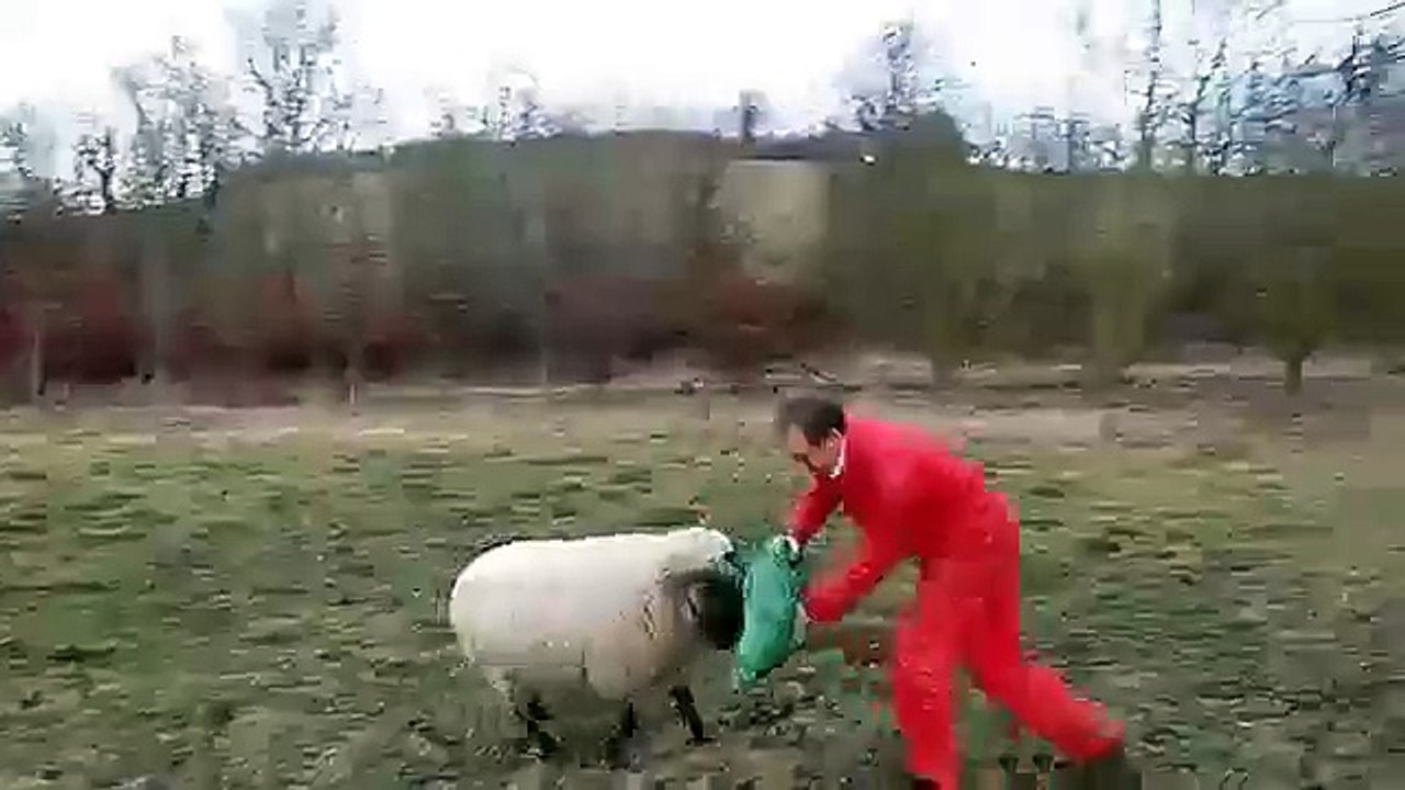Funny Animal Attack People- video  Angry Sheep