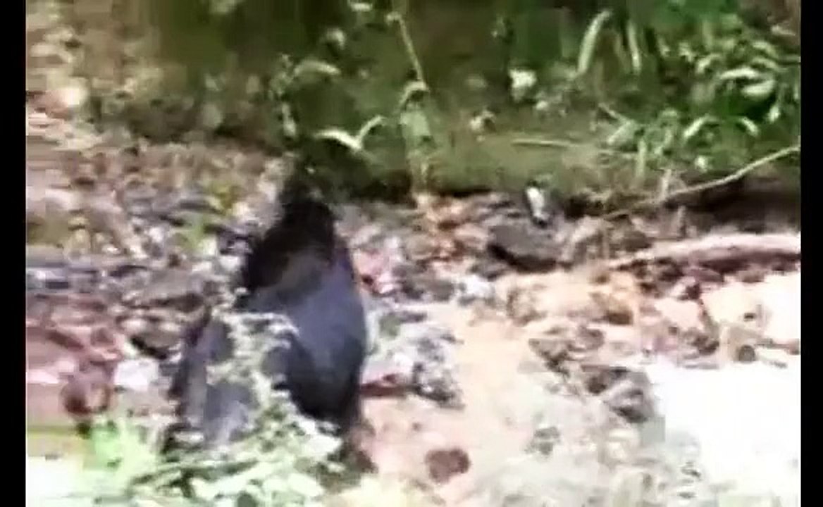 ANIMAL ATTACKS , DOG vs WILD BOAR , DOG HUNTING DOCUMENTARY