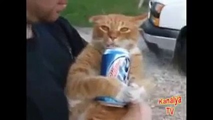 Crazy Drunk Animals doing Funny things