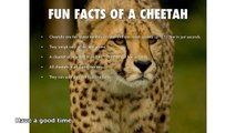 cheetah fun facts