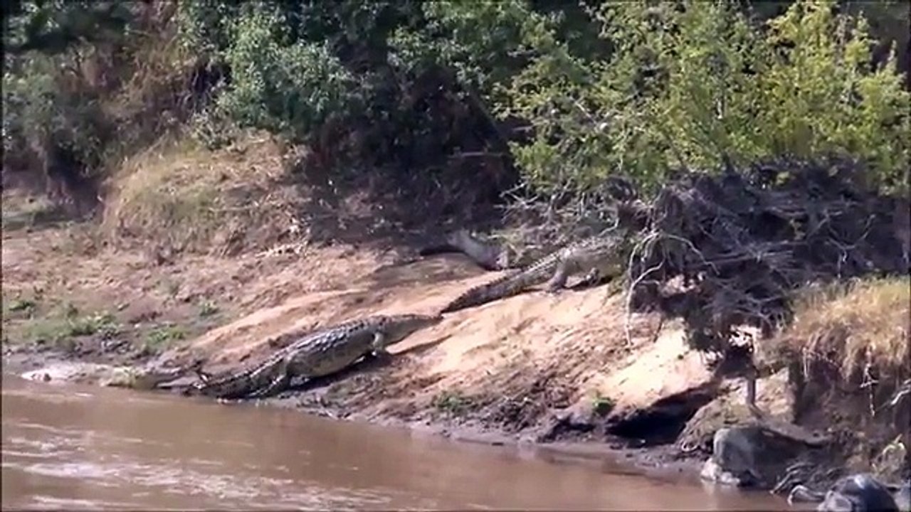 Large male crocodile try to swallow baby hippo - Maasai Mara, Kenya - (Not for the squeamish)