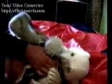 Kitty und Knut - Knut der kleine Eisbär
