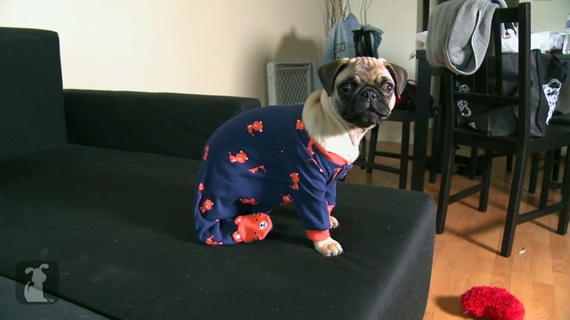 Funniest Pug Puppy Wears Onesie With Footies, Not Convinced
