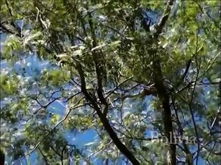 David Gates Moments of Peace #5