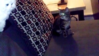 Kitten Scared of FAKE CAT