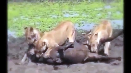 Lion Eating Antelope Testis When It's Alive