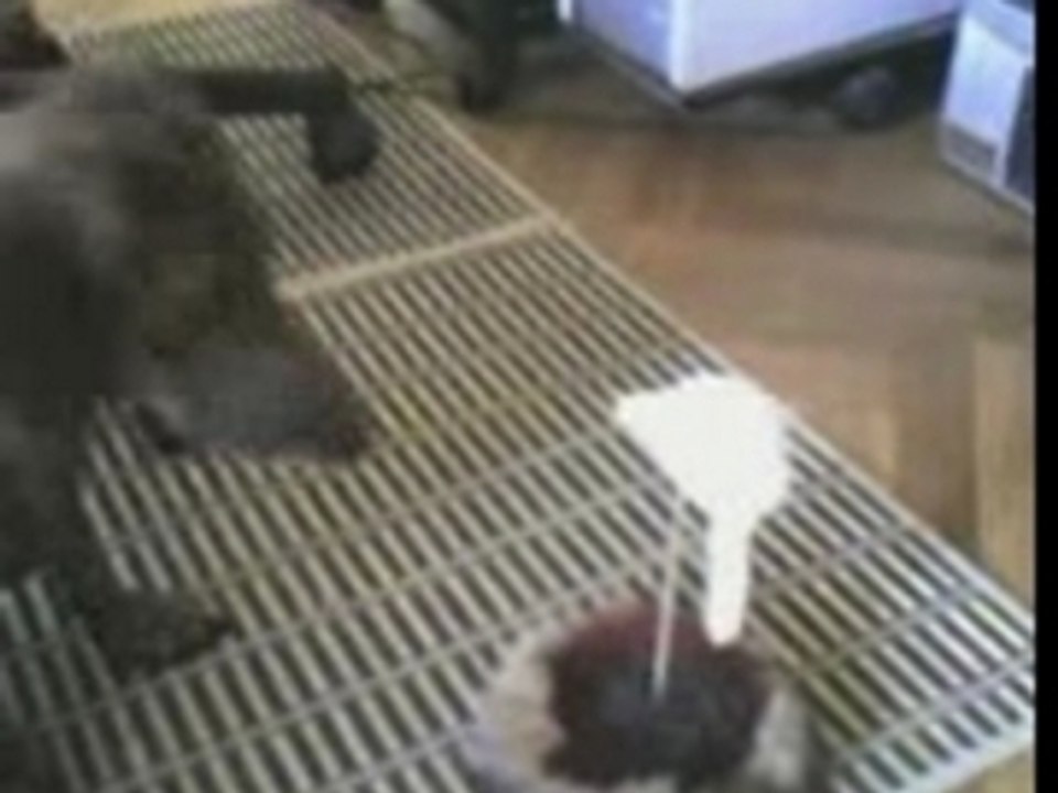 Tobia e il topo