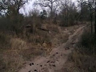 Part 2 Lion cubs  alone; Part 3 Lions go on a Buffalo Hunt