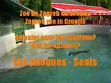 Zoo de Zagreb: Les phoques - Zagreb zoo seals