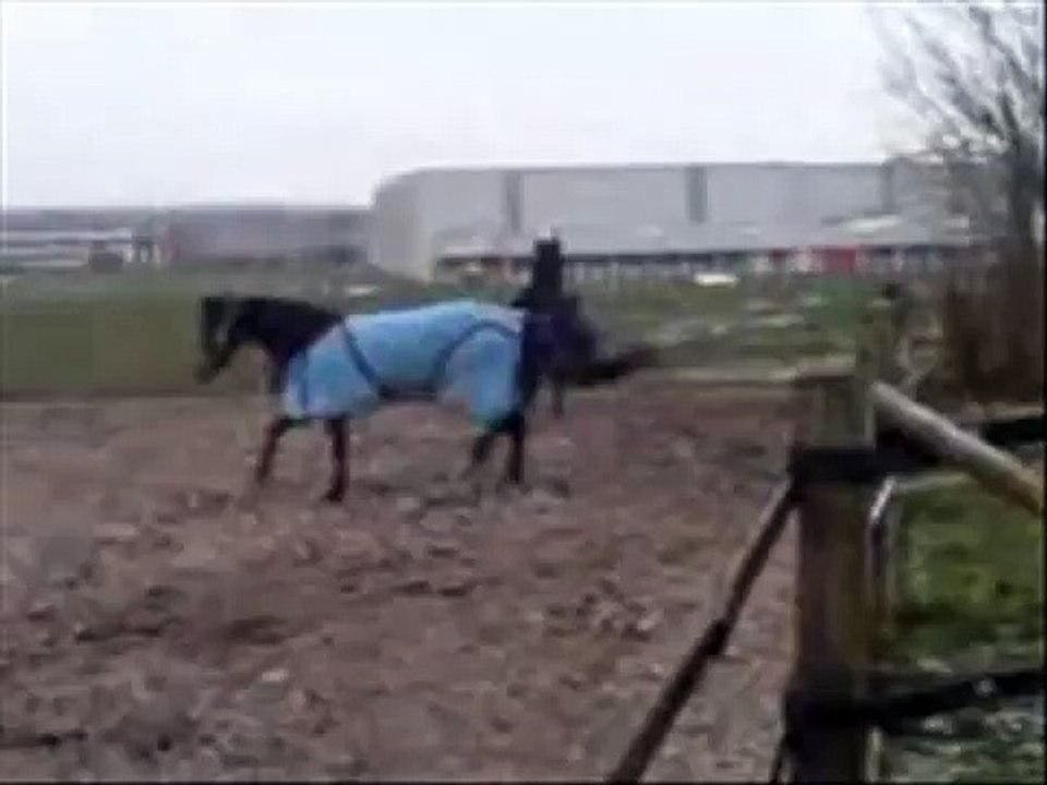 Pferde und Ihre Hengst-Spielchen ^^