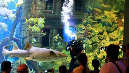 Feeding sharks in Voronezh Oceanarium