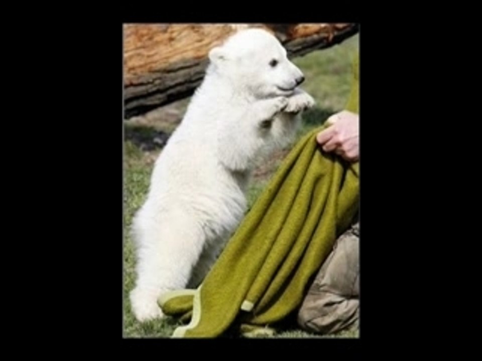 Knut youngest celebrity