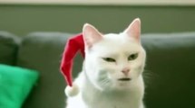 Funny Cats 2015 - Cat sing merry Chrismas