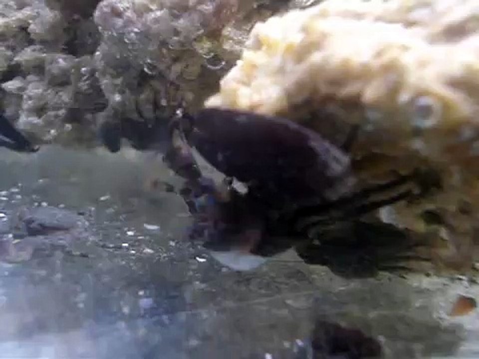 Porcelain Crab Filter Feeding
