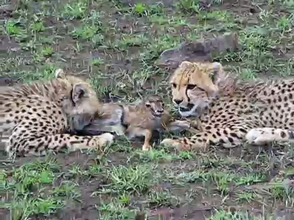 Cheetah cubs nibbling on a baby gazelle (part one)