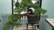 bonsai display and garden at como zoo in minnesota bonsai trees tree juniper fiscus pine