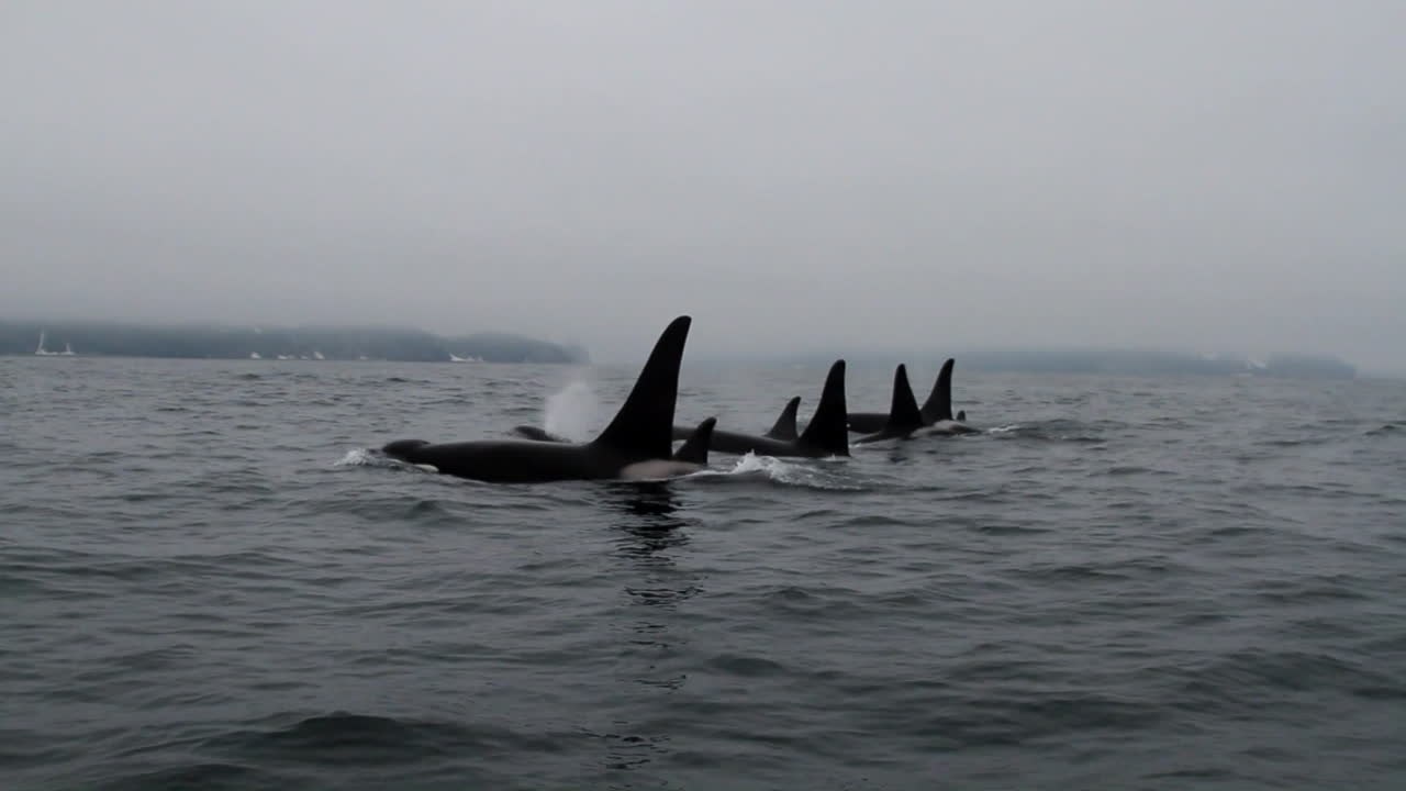 圧倒的な迫力と美しさ！シャチの群れが泳ぐ姿