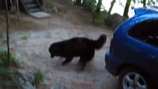 Crazy dog eli aivan hullu koira