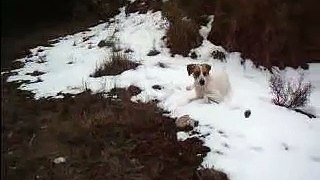 Mi perra Luna en la nieve