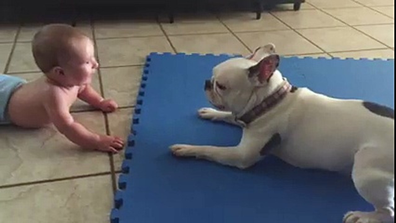 perro jugando con bebe