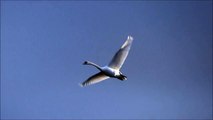 Mute Swans at dawn / Knobbelwanen tegen Ochtendrood (Cygnus Olor)