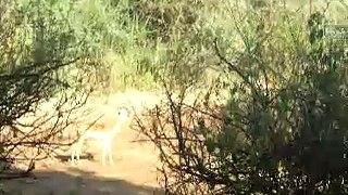 impala running, making noises