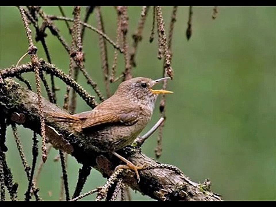 соловей,зяблик,пеночка,крапивник,синица,дрозд,мухоловка