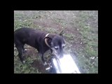 paralysed old dog treated by Doc Jamieson Animal Chiropractor at boarding kennel.avi