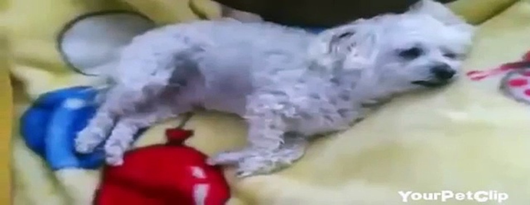Very Funny Snoring Dogs