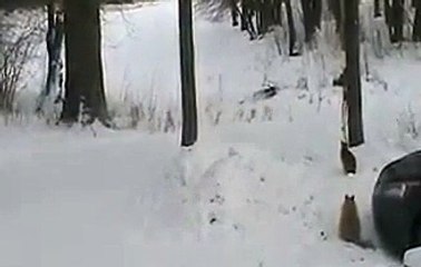 lery video 149: winter, cats, squirrel highways in trees. [Full Episode]