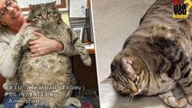 The World's Fattest Cats ★★  GUINNESS WORLD RECORDS★★
