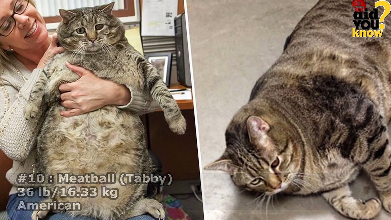 The World's Fattest Cats ★★ GUINNESS WORLD RECORDS★★ Vidéo Dailymotion