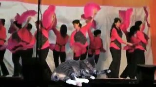土风舞(双扇舞) : 晚风花香-Chinese double fan dance，country dance  宠物猫