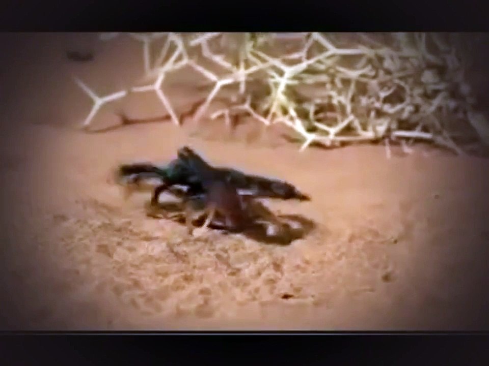 SCORPION VS  SCORPION   Discovery Animals Nature