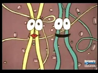 meiosis square dance