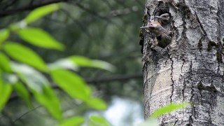 Northern Flicker's Nest with Chicks