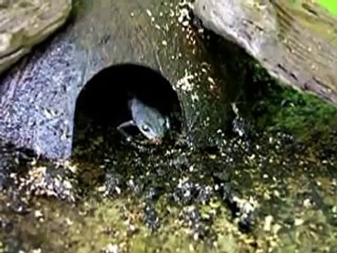 Tritons alpestres: nourriture