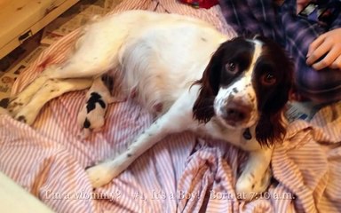 English Springer Spaniel Puppies For SALE Part 1: Slideshow