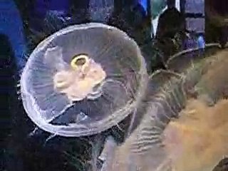 Jellyfish at the Baltimore National Aquarium