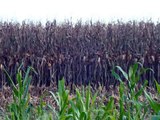 South Georgia Corn Harvesting Part 2