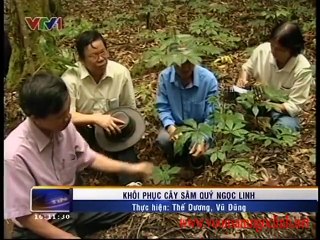 Sâm Ngọc Linh chữa bệnh tiểu đường? | Vuonsamngoclinh.net