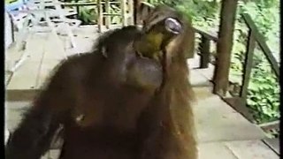 Orangutan Baby and My Socks in the Indonesia Jungle